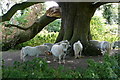 Ponies near Stanlake Bridge