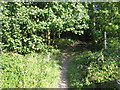 Path through Pit Hills Plantation