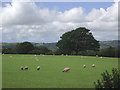 Pasture east of Llwyn-y-Groes, Ceredigion