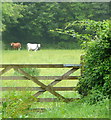 Cattle at Treloweth