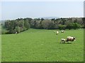 SO5382 : Sheep, Sutton Hill by Richard Webb