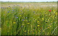 Wild flowers at Trevilley