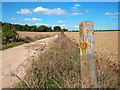 Yellow Lichen on a Post