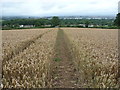 Corn fields above Corntown