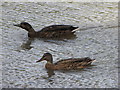 Mallard on Pond at UWE, Frenchay