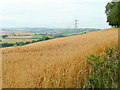 Oat crop on Crews Hill