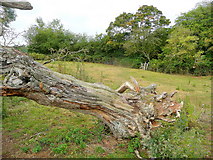 SO7527 : Fallen oak by Jonathan Billinger