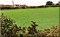 Field, Donaghadee