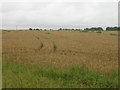 Farmland, Goole Fields