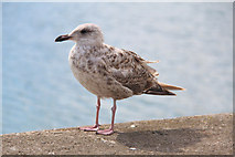 O2839 : Young Herring Gull, Howth, Ireland by Christine Matthews