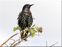 O2839 : Starling (Sturnus vulgaris) by Christine Matthews