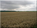 Farmland near Waterton Hall