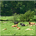 Cattle by the river near Olmarch, Ceredigion