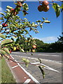 Apples by the Axbridge bypass