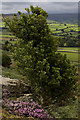 Holly on Castleton Rigg