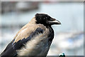 O2839 : Hooded Crow (Corvus cornix) by Christine Matthews