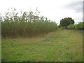 Willow plantation, Blyton Carrs