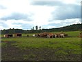 Brown cows