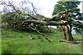 SK0295 : Wind-blown beech tree by David Lally