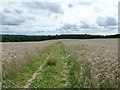 Barley field footpath to Weir Wood