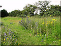TM3251 : Wild flowers beside footpath on the playing field, Eyke by Evelyn Simak