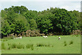 Grazing east of  Capel Betws Lleucu, Ceredigion