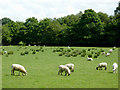 Grazing east of  Capel Betws Lleucu, Ceredigion