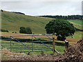 SO3078 : Gate into hillside fields by Christine Johnstone