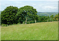 Grass field east of  Llwyn-y-Groes, Ceredigion