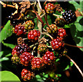 Blackberries, Belfast