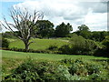 Dead tree and vineyard at Cockhaise Mill Farm