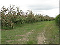 Apple orchard near Ledicot