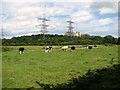 Cattle grazing by Sizewell power station