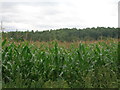 Crop field off Hurst Lane