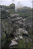 NA1505 : Gannets on the east coast of Boreray, St Kilda by Mike Pennington