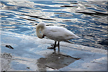 SU8586 : Mute Swan (Cygnus olor) by Christine Matthews