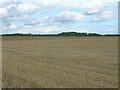 Farmland near Tickhill Grange