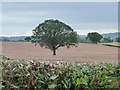 Lone tree in a stubble field