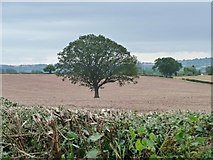 SO5470 : Lone tree in a stubble field by Christine Johnstone