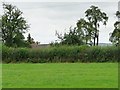 A clover-filled field at Middleton