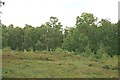 Heathland on Oxshott Heath