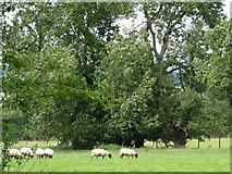 SO5577 : Stationary sheep, moving trees by Christine Johnstone