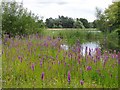 Frensham Little Pond, northernmost end