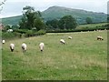 SO5576 : Grazing sheep near Asbatch by Christine Johnstone