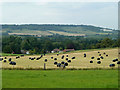 Baled hay for silage, Sundridge