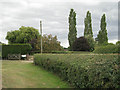 Ornamental trees near Hipsley Farm 