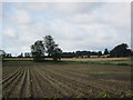 Hallyards Potato Field