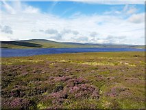 NY8129 : Heather moorland east of Cow Green Reservoir by Andrew Curtis