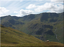 NY3714 : A sheep above Grisedale by Karl and Ali