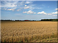 Wheat waiting to be harvested at Shammer, North Creake